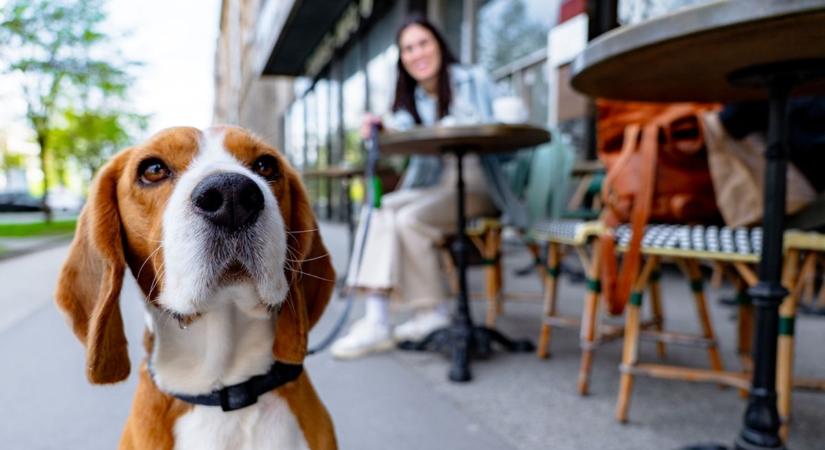 Kiderült, mely kutyabarát éttermeket tartják a legjobbnak a szegediek