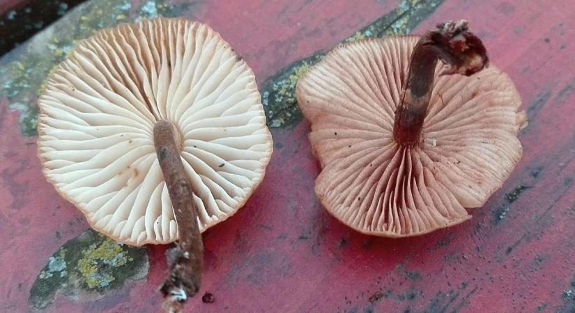 Téli gombák: az ínyencség és halálosan mérgező párja közt hajszálnyi a különbség, mutatjuk!