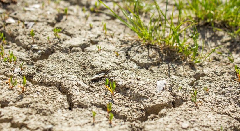 Aszály idején is zöldellő növények? Próbáld ki az altalajöntözést!