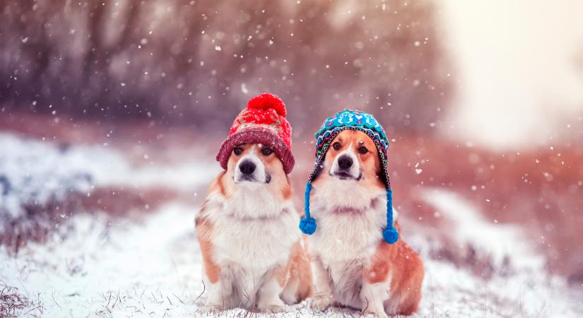 Felfázhat a mancsainál a benti kutyus, ha a téli hidegben sétáltatjuk?