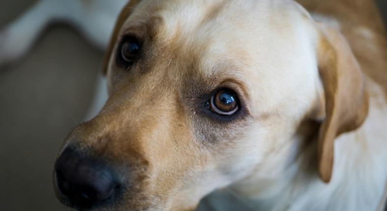 Érti-e a kutya, amikor leszidjuk – és mit érez közben valójában?