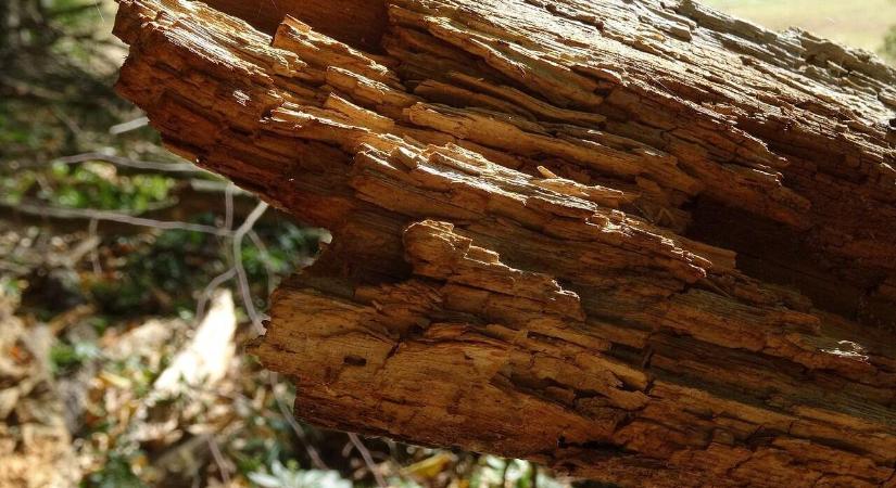 Van értelme eltüzelni a korhadt fát? A kérdés jogosabb, mint bárki gondolná