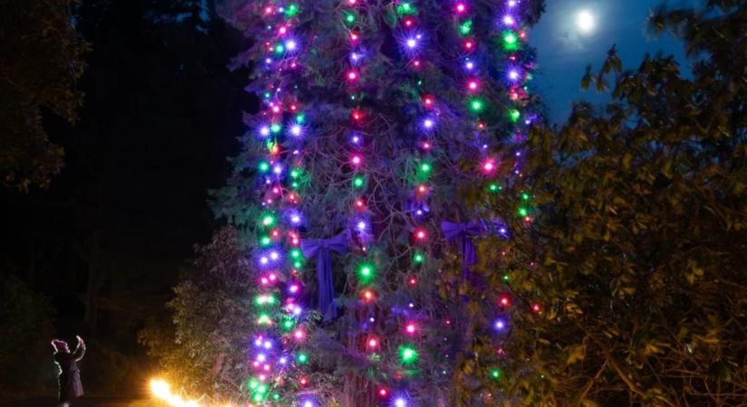 Közel 45 méteres a világ legmagasabb karácsonyfája