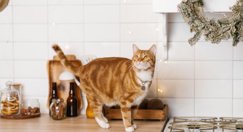 Te vajon tudod, hogy mit nem ehet meg a macskád? Teszteld a tudásod a tiltott ünnepi falatokról! – Kvíz