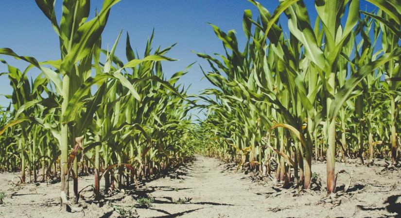 Rekordtermés helyett biztos termés: miért lett létkérdés a fajtaváltás?