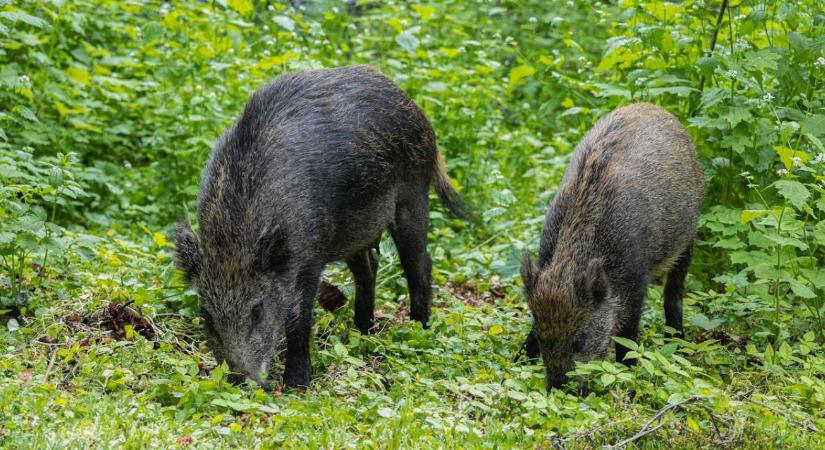 Komoly válság elé néz az EU sertéságazata – ASP Spanyolországban