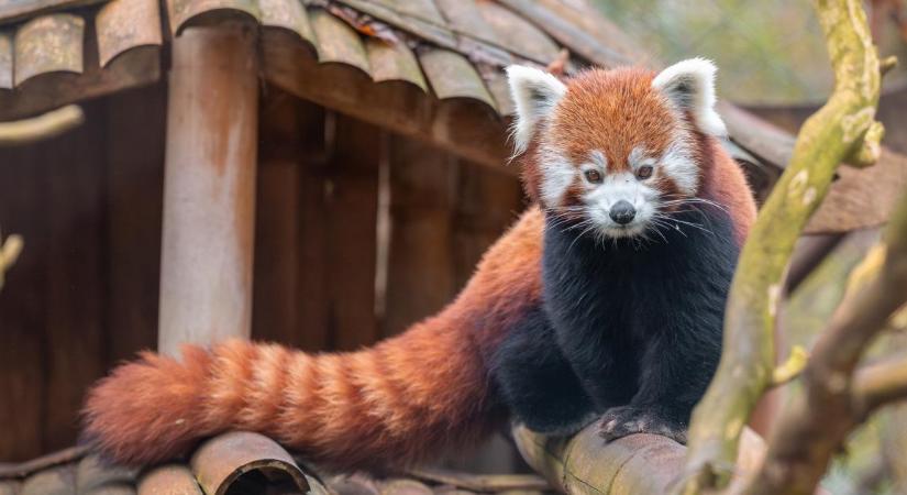 Cuki orr és lompos farkinca: új lakó érkezett a debreceni állatkertbe