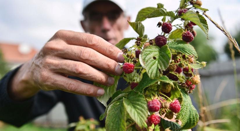 Frissen termett eper karácsonykor – egy magyar innovációnak köszönhetően immár megvalósítható az álom