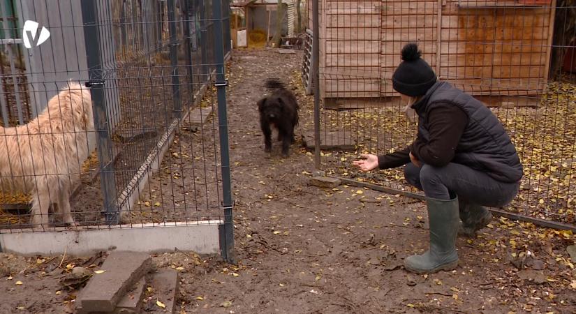 Nagy felelősség az állatok örökbefogadása