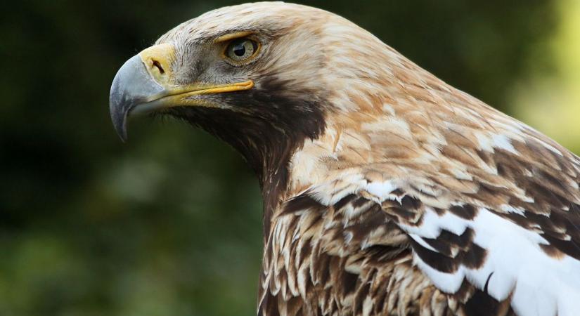 Új faj egyedei jelentek meg a Duna-Dráva Nemzeti Park területén