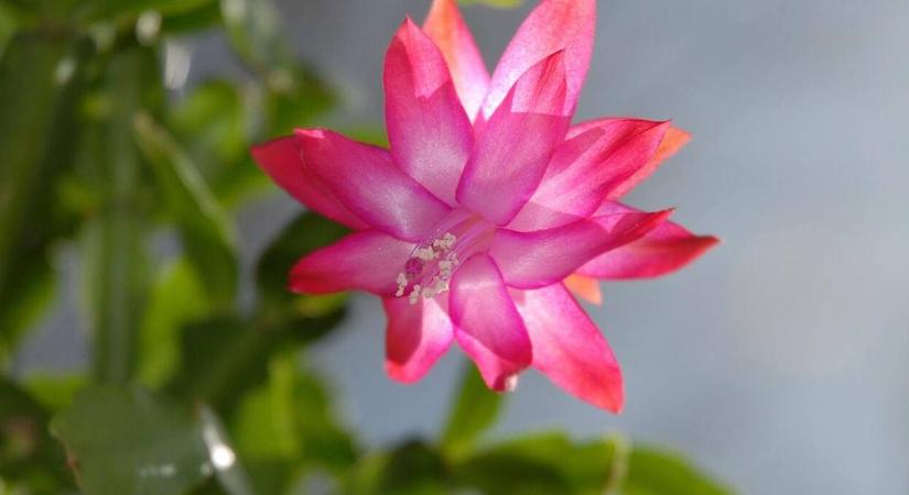 Megmenthető a hervadó karácsonyi kaktusz? Igen!