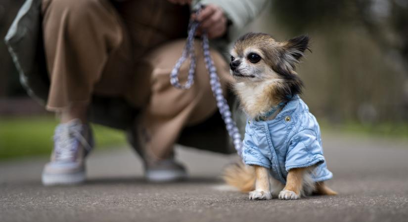 Kell a kutyáknak kabát?
