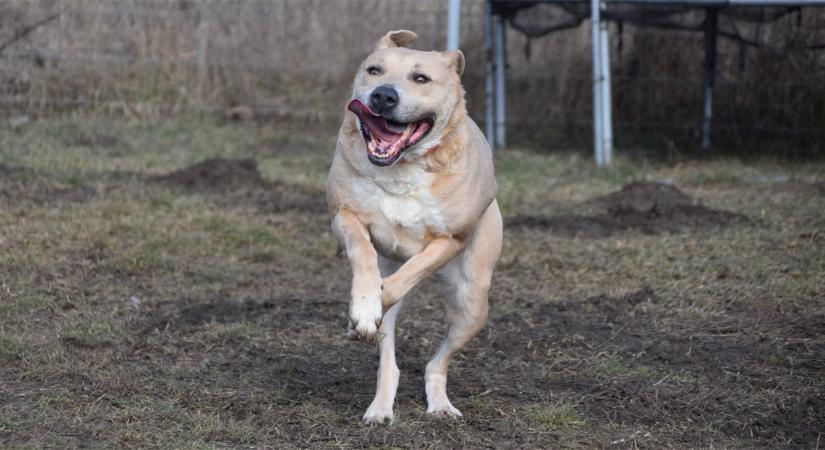Legyél te is egy debreceni menhelyi kutya vagy macska Jézuskája!