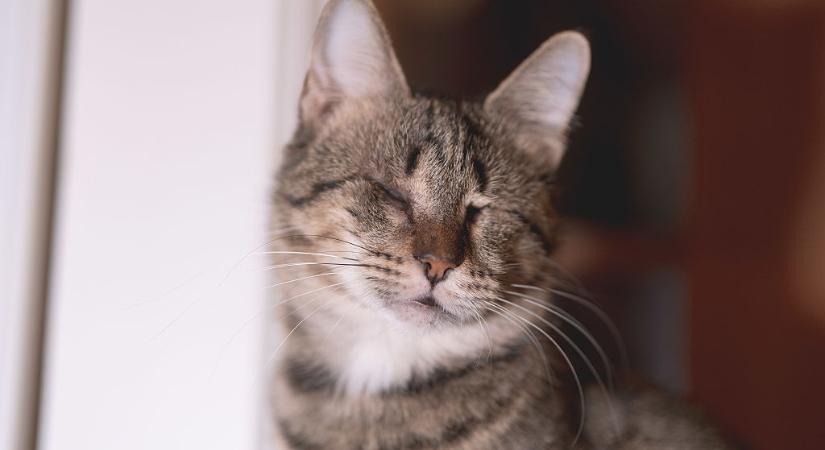 Videón a sérülés: ez a veszély fenyegeti leginkább benti macskádat az ünnepek idején