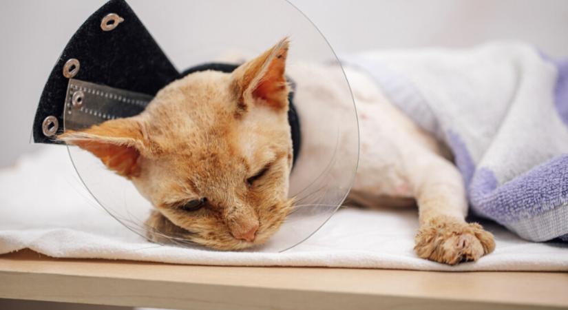 „Nagyon sok füstöt lélegzett be” – Oxigénmaszkra is szüksége volt a nem mindennapi sérültnek