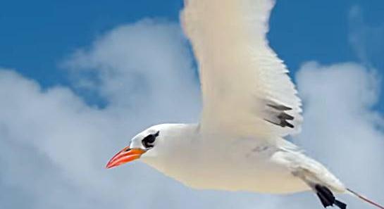 Wisdom, a világ legidősebb madara visszatért VIDEÓ