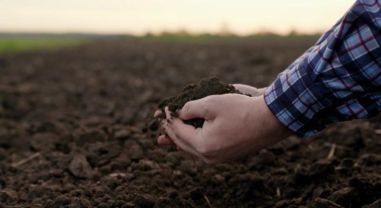 Igazolt állítás: kevesebb bolygatás  több talajélet