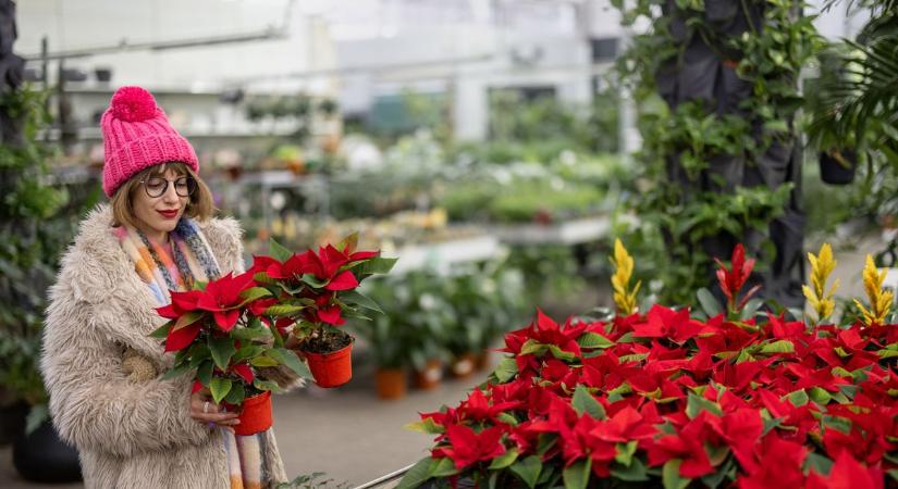 Mikulásvirág új szerepben: na, de mi is az a kokedama, mi ez az új mánia? (fotókkal)