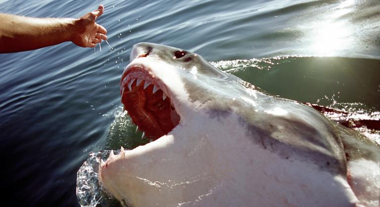 Rettegés uralta a vizeket, az emberek mégis legyintenek már a cápák okozta veszélyre