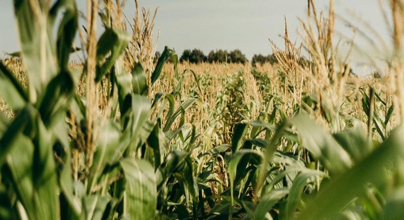 Reggel nyíló virágok, kisebb hőkár – új fegyver a klímaváltozás ellen
