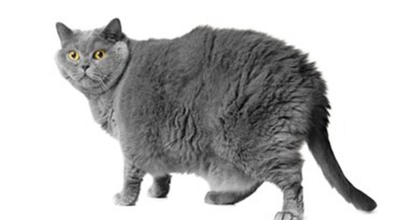 A dagadt cicák kora lejárt: jön a macskák Ozempicje, megkezdték a tesztelését