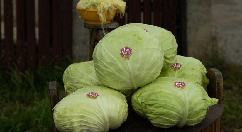 Magyar érték lett a szárhegyi káposzta