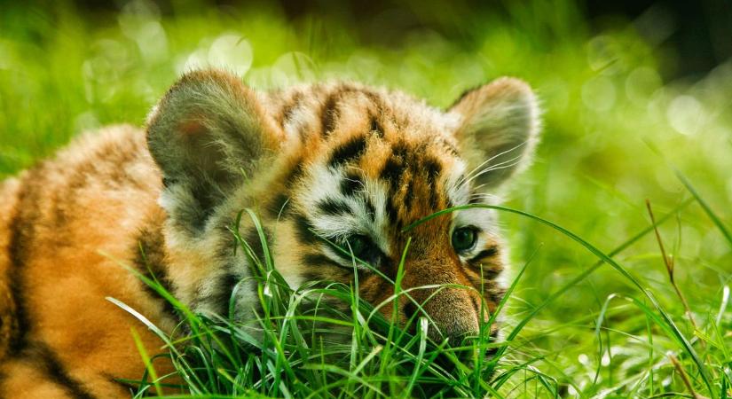 Kábítószerügyben nyomoztak, és cuki bestiát találtak a rendőrök (videó)