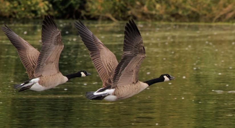 Ludak támadtak egy 72 éves nyugdíjasra – eltört a medencéje és belső vérzése lett