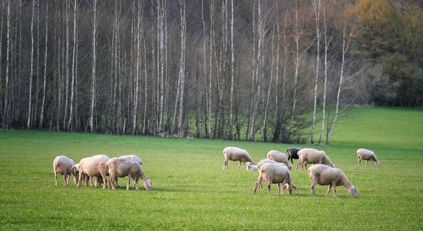 Több mint 600 fotó érkezett a gyepeket bemutató országos pályázatra