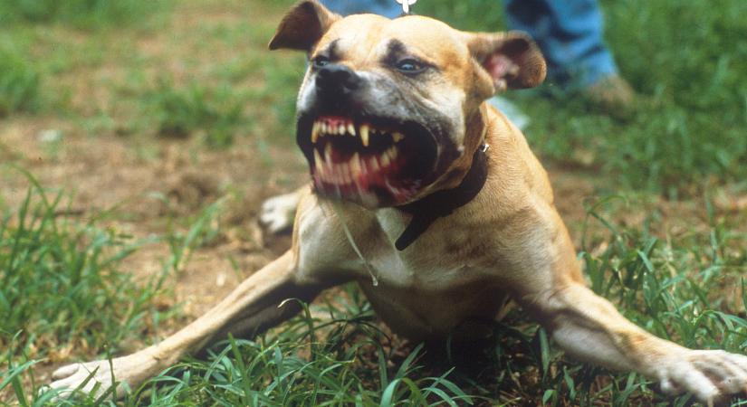 Durva jelenetek az utcán: Pitbullját uszította a rendőrökre, majd ököllel is nekik ment – felkavaró videó