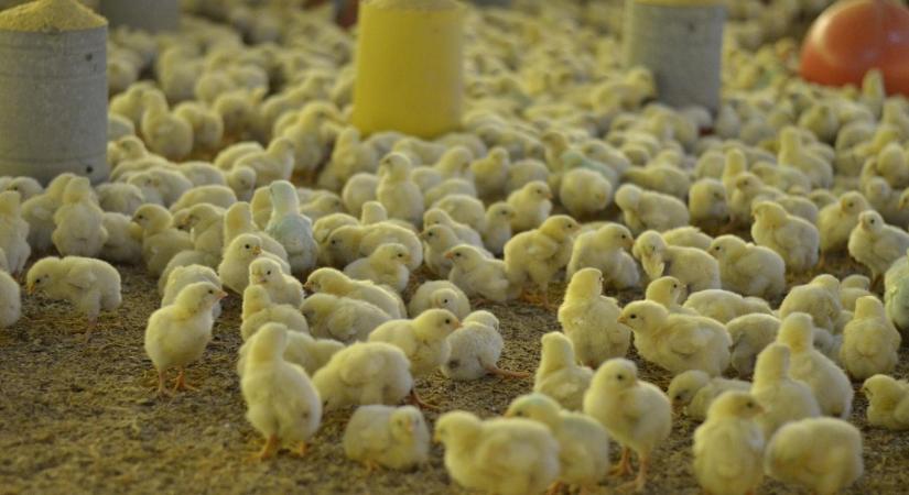 34 millió megmentett csibe évente – de ki fizeti az átállás árát?