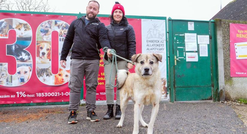 A győri menhely közel kétszáz négylábúját teszik boldogabbá az Állatok Karácsonyán - fotók, videó