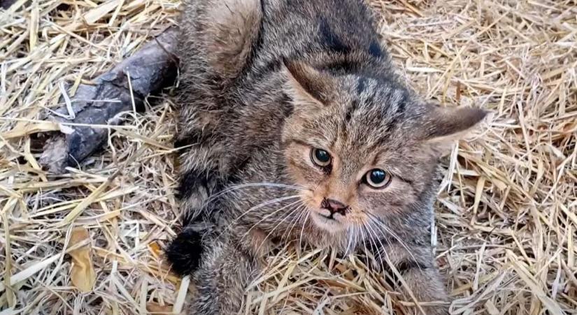 „Már nagyon haza vágyik” – videón, ahogy morgással búcsúzik a Mátrában megmentett vadmacska