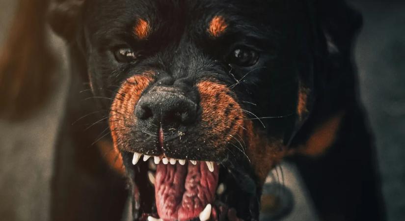 Súlyos árat fizethet, ha a kutyája éjjel hosszan ugat