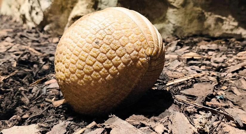 Különleges állatot hozott a Mikulás a Gyöngyösi Állatkertbe – a látogatók máris odavannak érte fotók