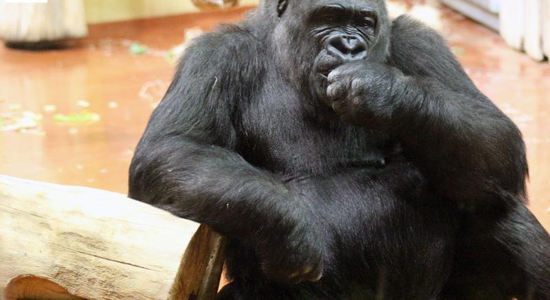 Gorillák hangja testközelből a Fővárosi Állatkertben