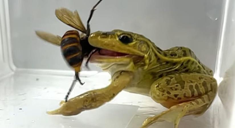 A békán az erős mérgű lódarázs sem fog ki - videón, ahogyan simán felfal egy óriási példányt