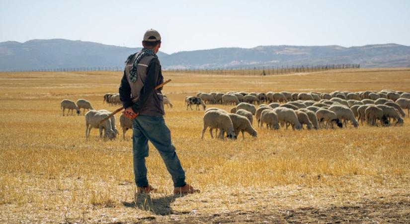 2026 a legelők és pásztorok éve lesz