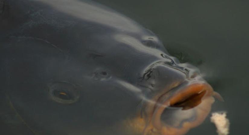 Fuldokló halakat kellett menteni a balatoni kikötőben – videó!