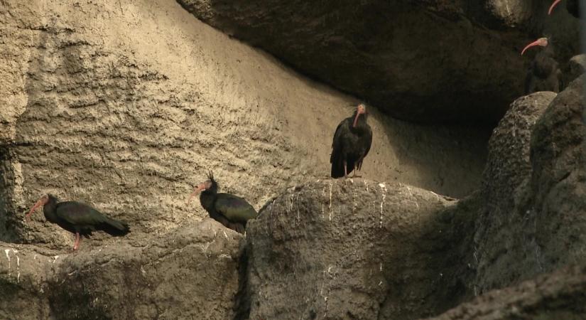 Továbbra sincs meg a budapesti állatkertből meglógott tarvarjú