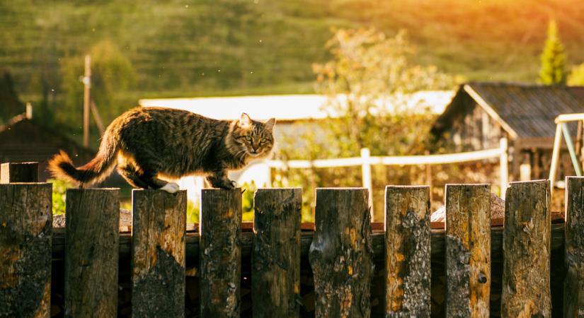 Hatan laknak az ország legkisebb falujában, de 260-ra növelné a létszámot a polgármester
