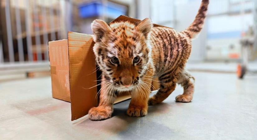 Nem akármit árult el a Fővárosi Állatkert a Tisza-tónál talált tigris jövőjéről!