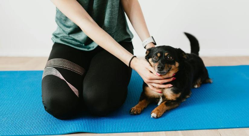 Jótékonyság jógával: így segíthetünk a debreceni menhely lakóin