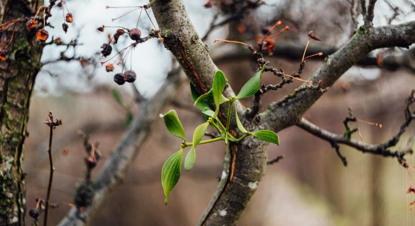 Gyümölcsfák téliesítése decemberben – így védd meg a kéregrepedéstől