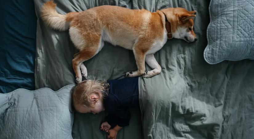 Bár sokszor a gyerek kéri a kutyát, jó, ha tudja a szülő, hogy valójában ő kapja