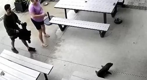 Fókafióka sétált be egy új-zélandi kocsmába (videó)