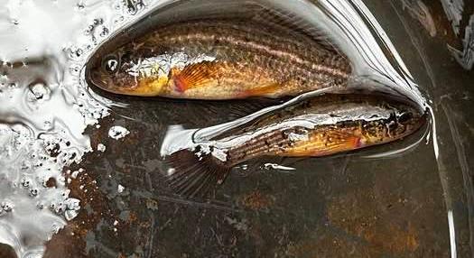 Forradalmi eredmények a lápi póc védelmében