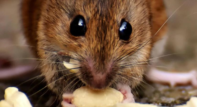 Tolvajpatkányok költöztek az abdai házba: a tányérról csentek, az ágyban aludtak – Fotók!