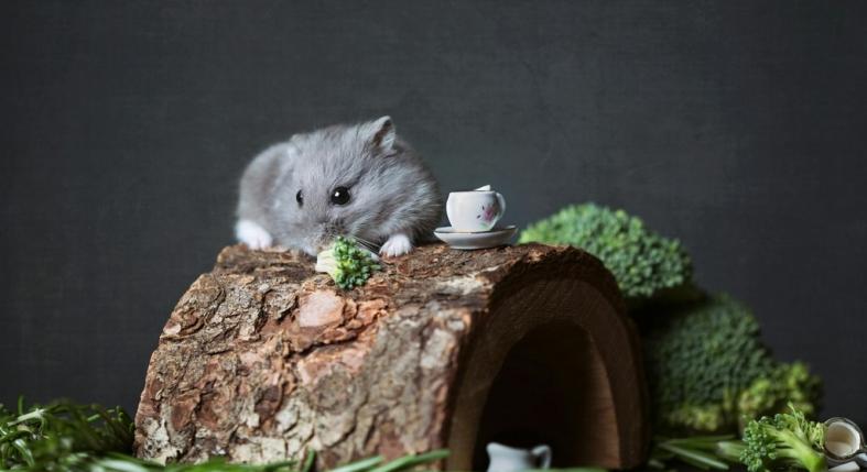 Így mutatja ki a hörcsögöd, hogy biztonságban érzi magát melletted