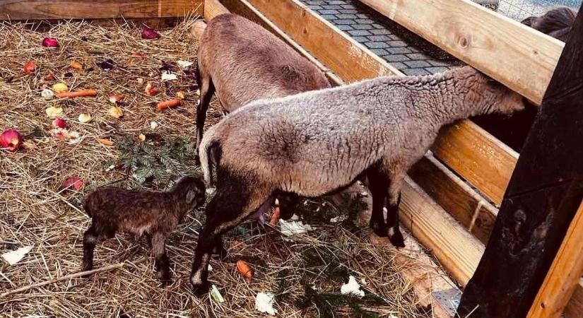 Édes bárányka született Tapolcán – A Mikulás hozta a meglepetést